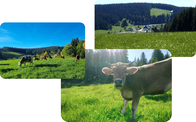 Skilifte Kalte Herberge - Im Sommer